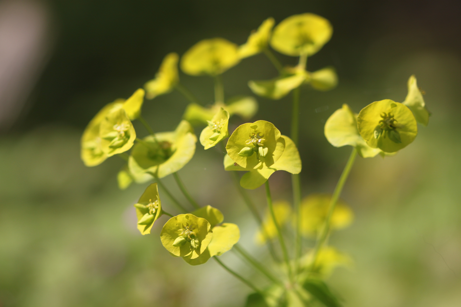 wildflowers set 4 2.jpg