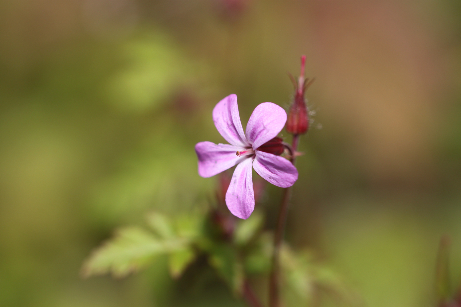 wildflowers set 4 4.jpg