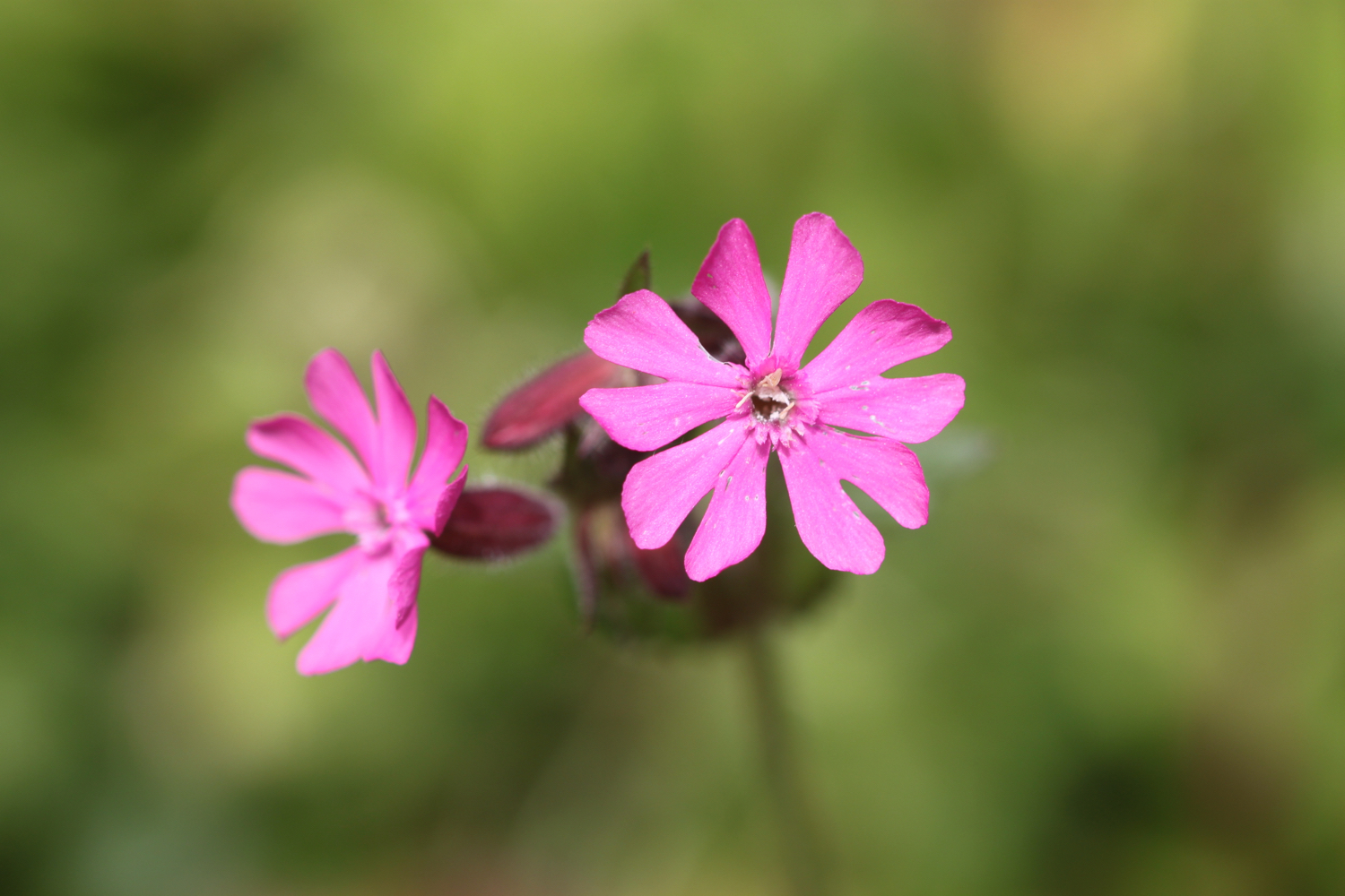 wildflowers set 4 5.jpg