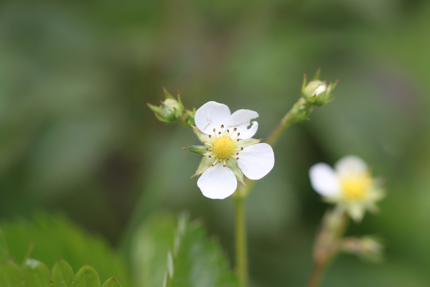 wildflowers set 4 8.jpg