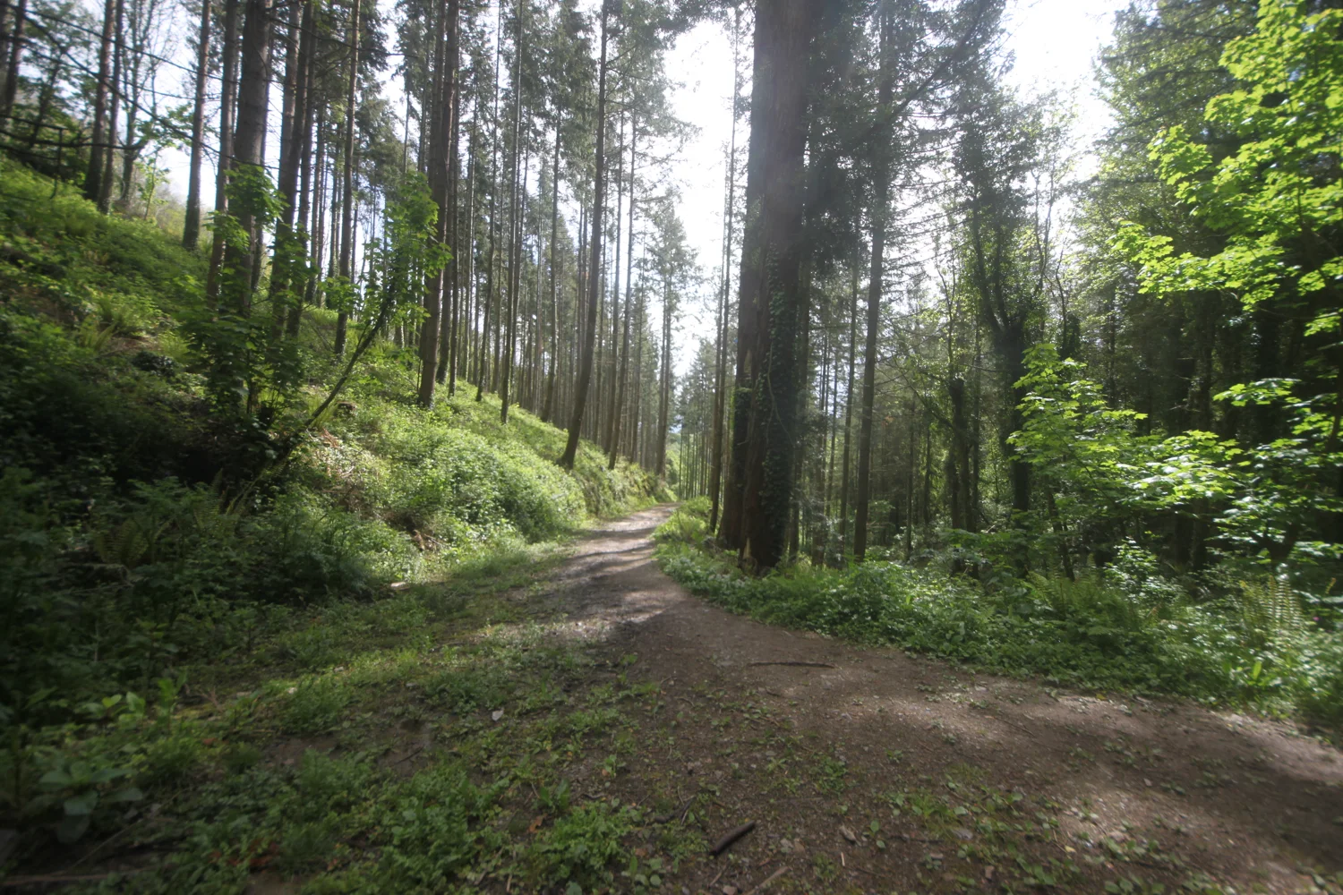 pine forest