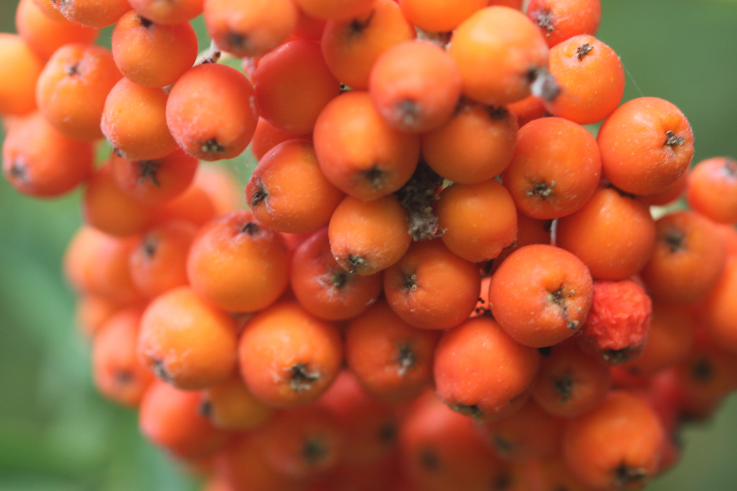 rowan berries.jpg
