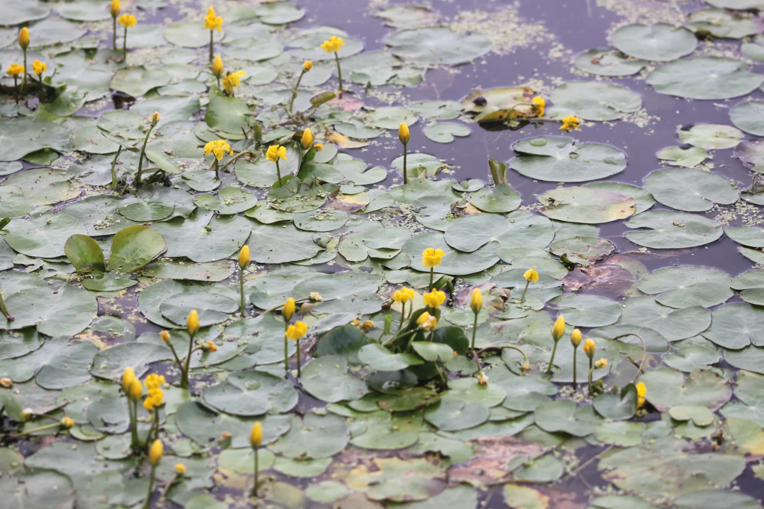 yellow water-lilies