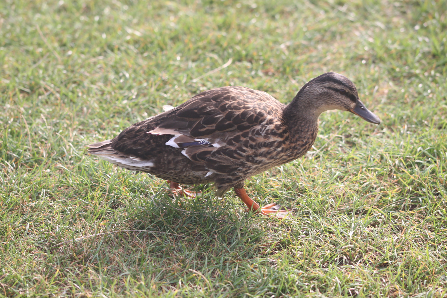 ducks 4.jpg
