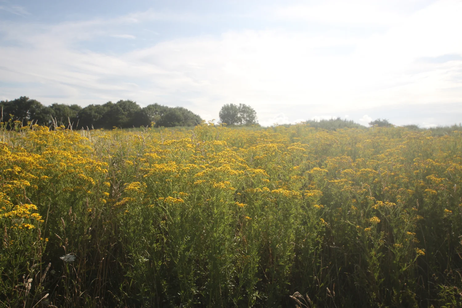 oceans of ragwort