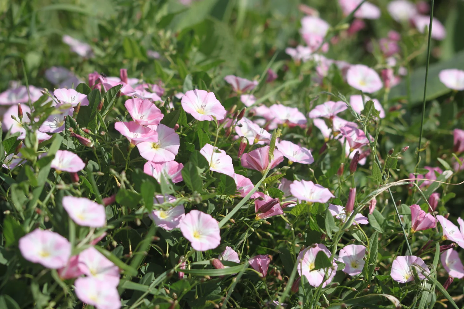 sea bindweed