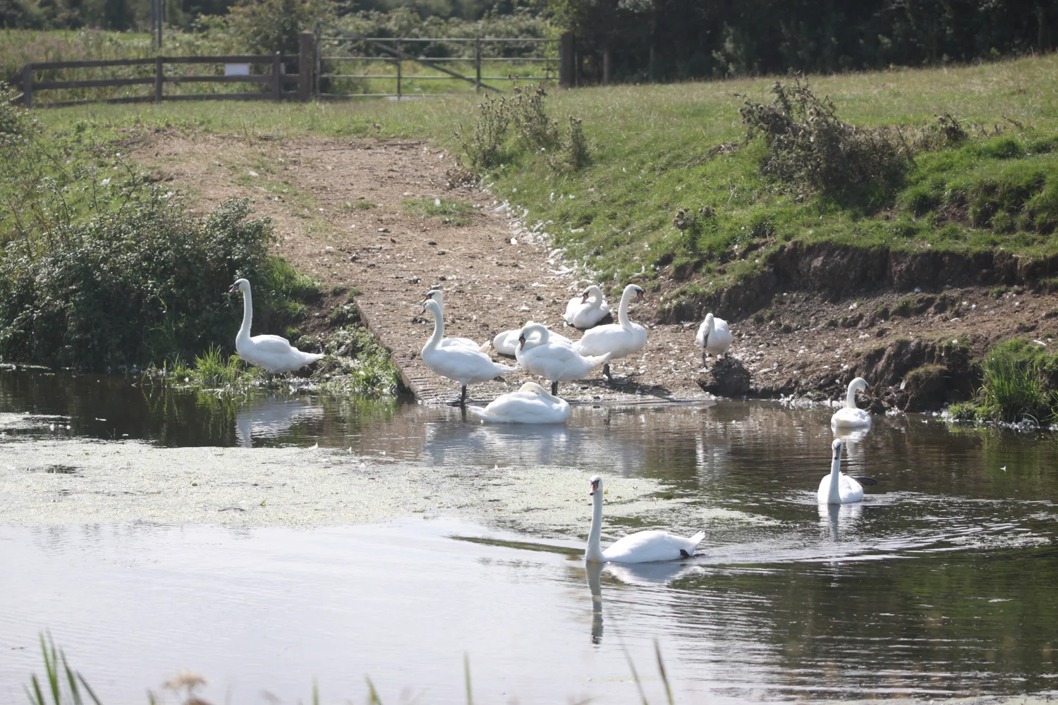 swans on the blind yeo