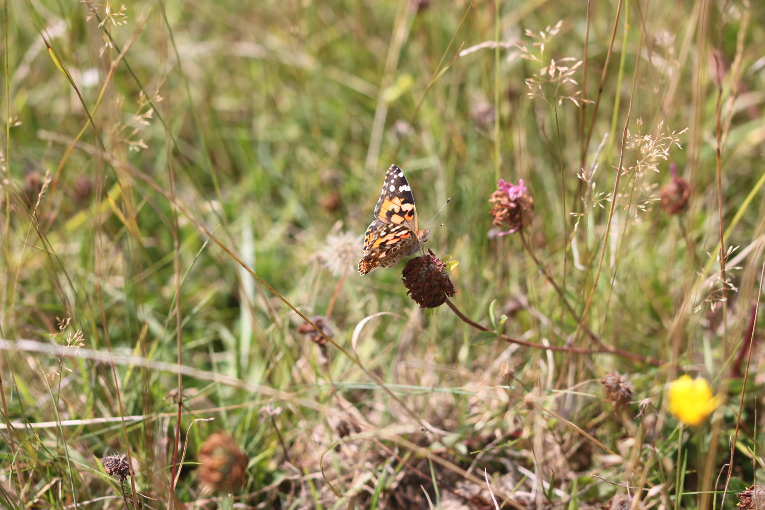 butterflies 10.jpg