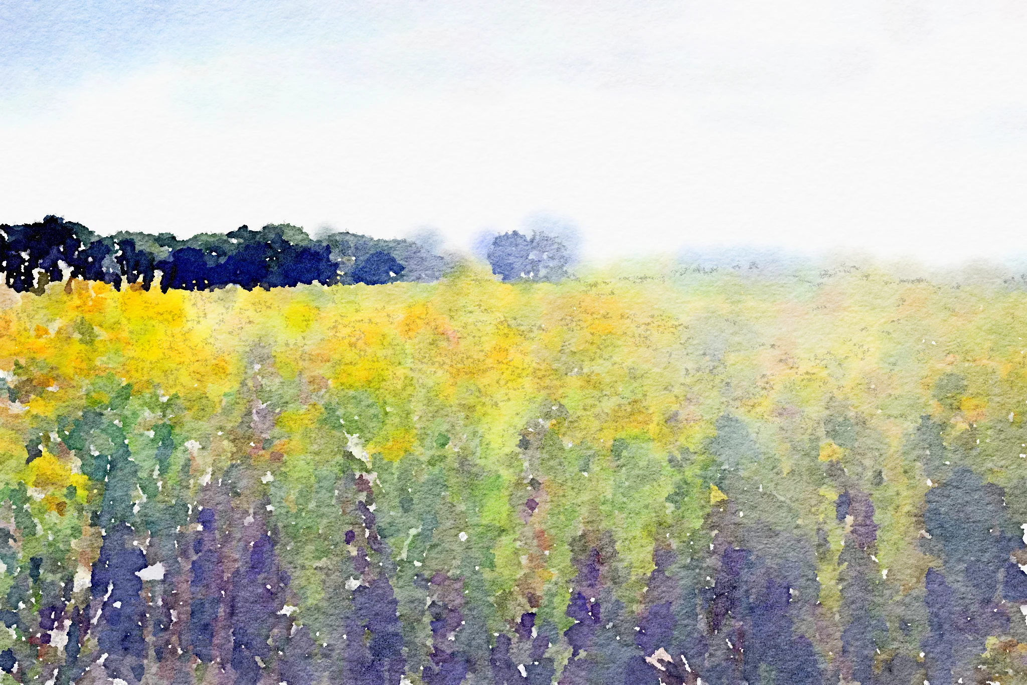 ragwort