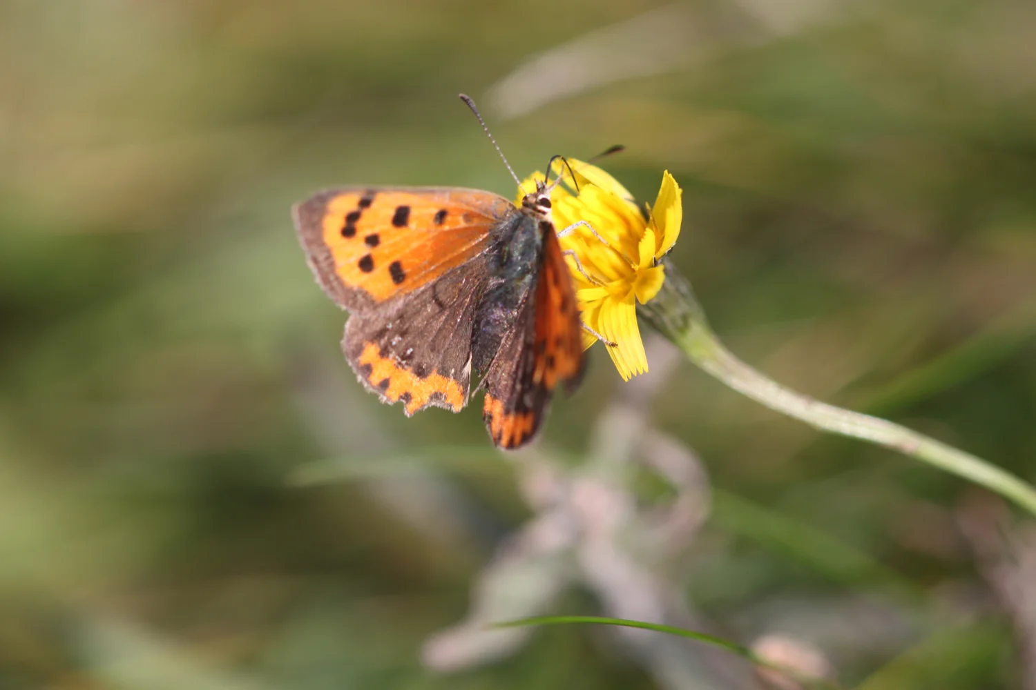 small copper