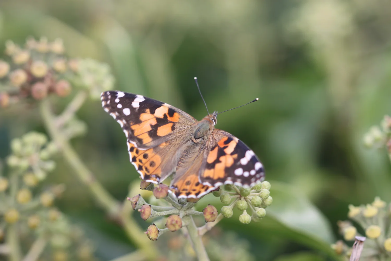 painted lady