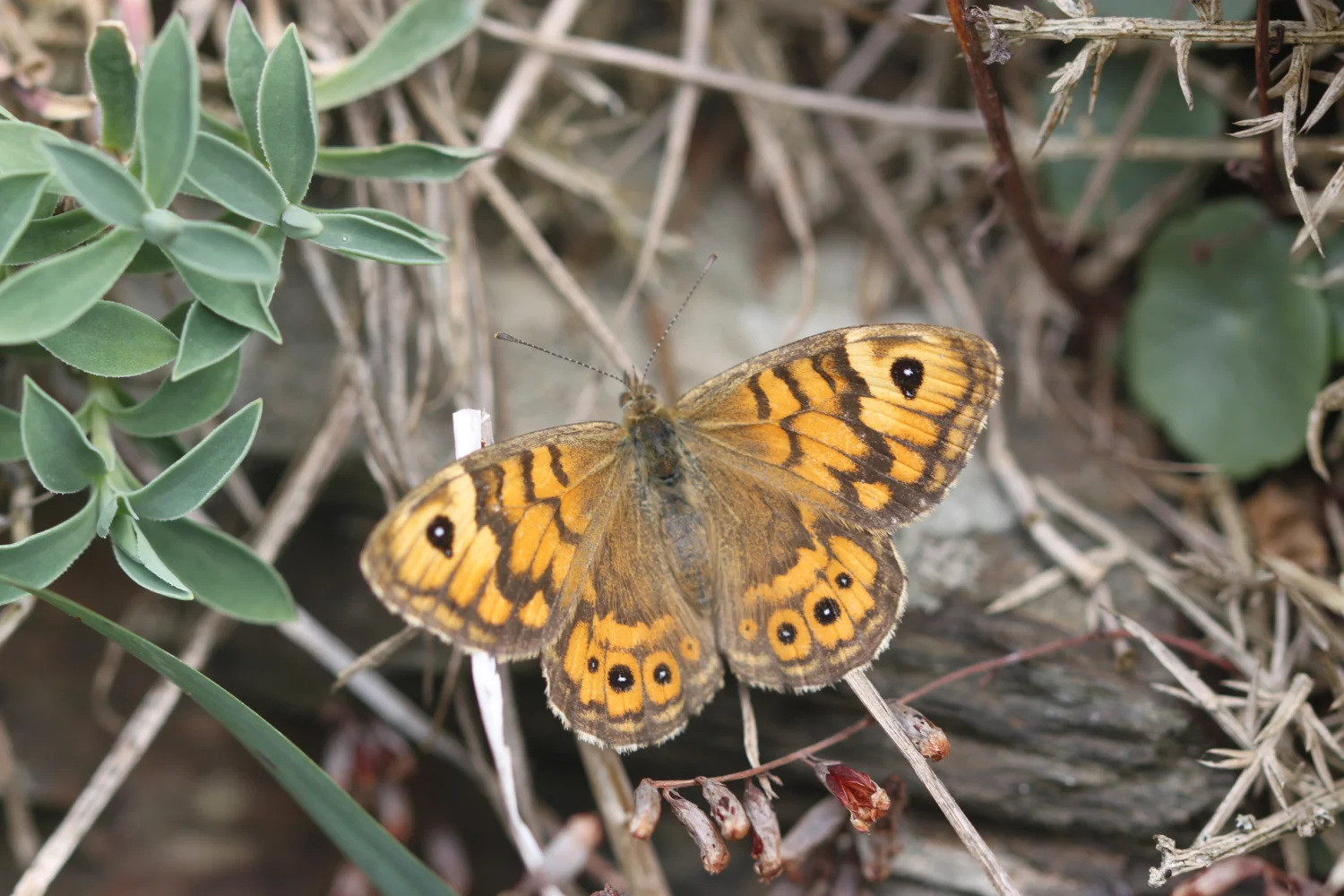 wall brown