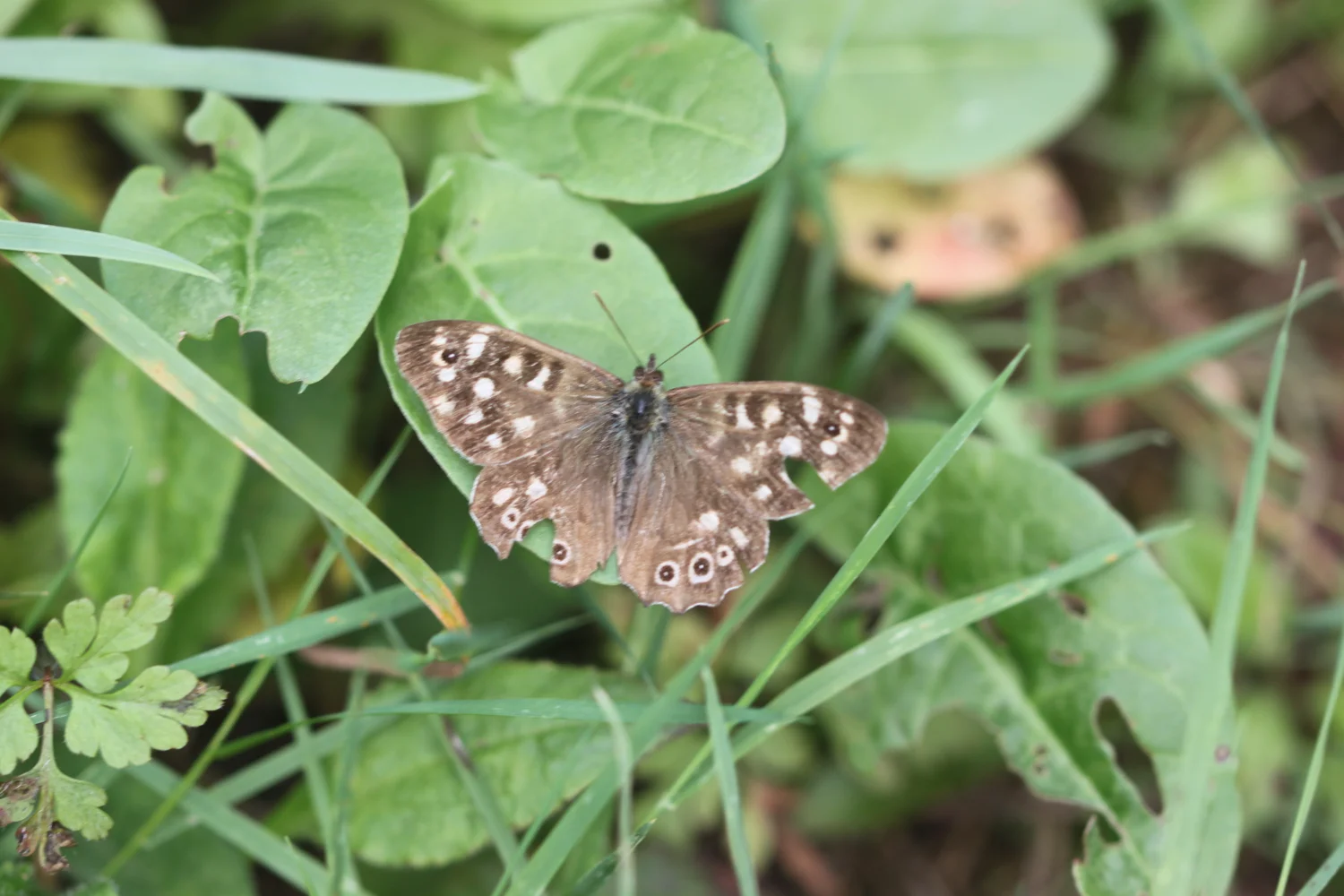 speckled wood