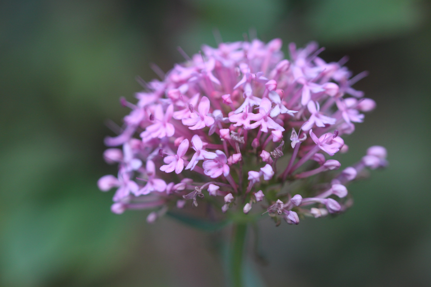 wildflowers 3.jpg