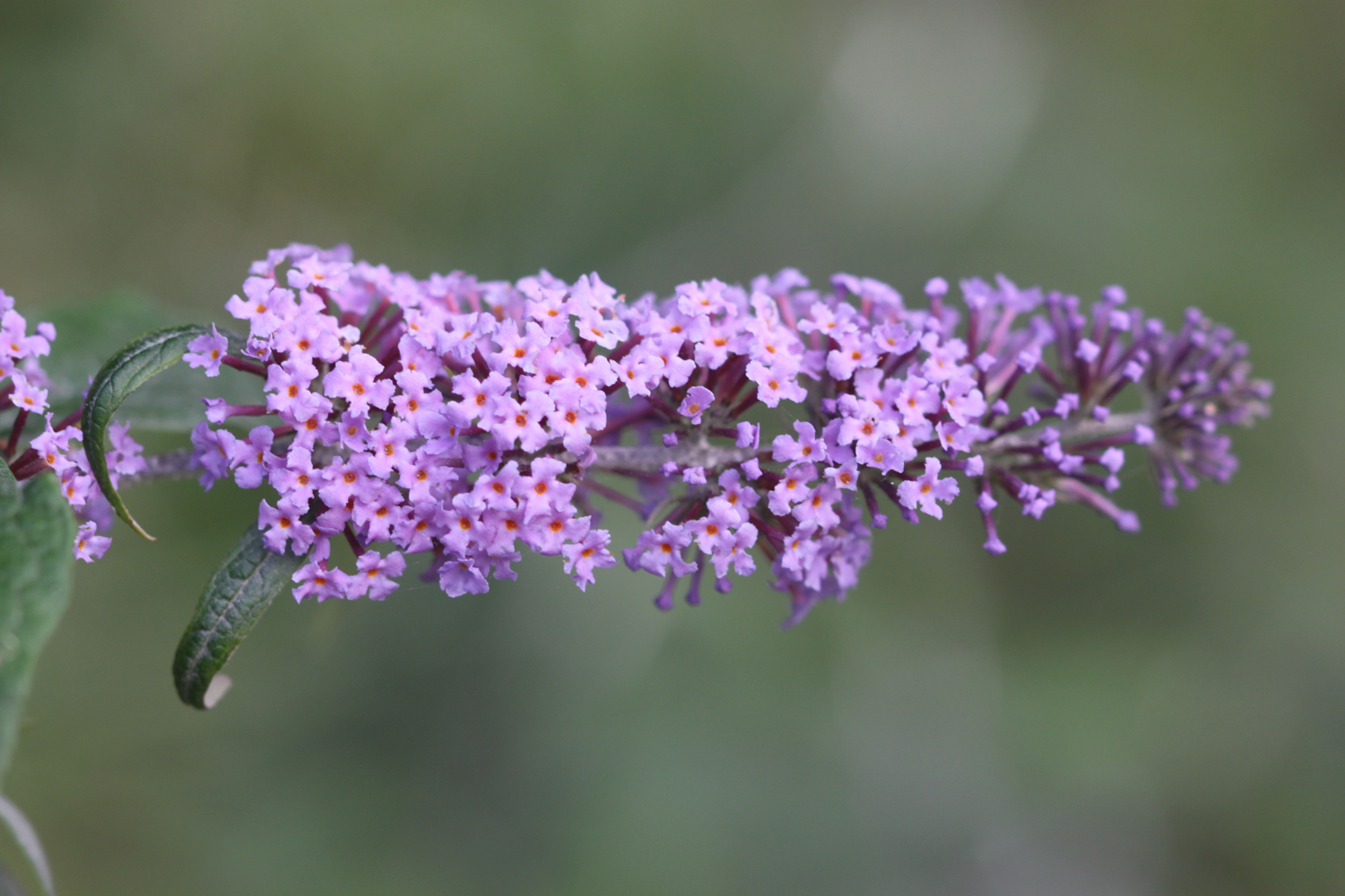 wildflowers 5.jpg