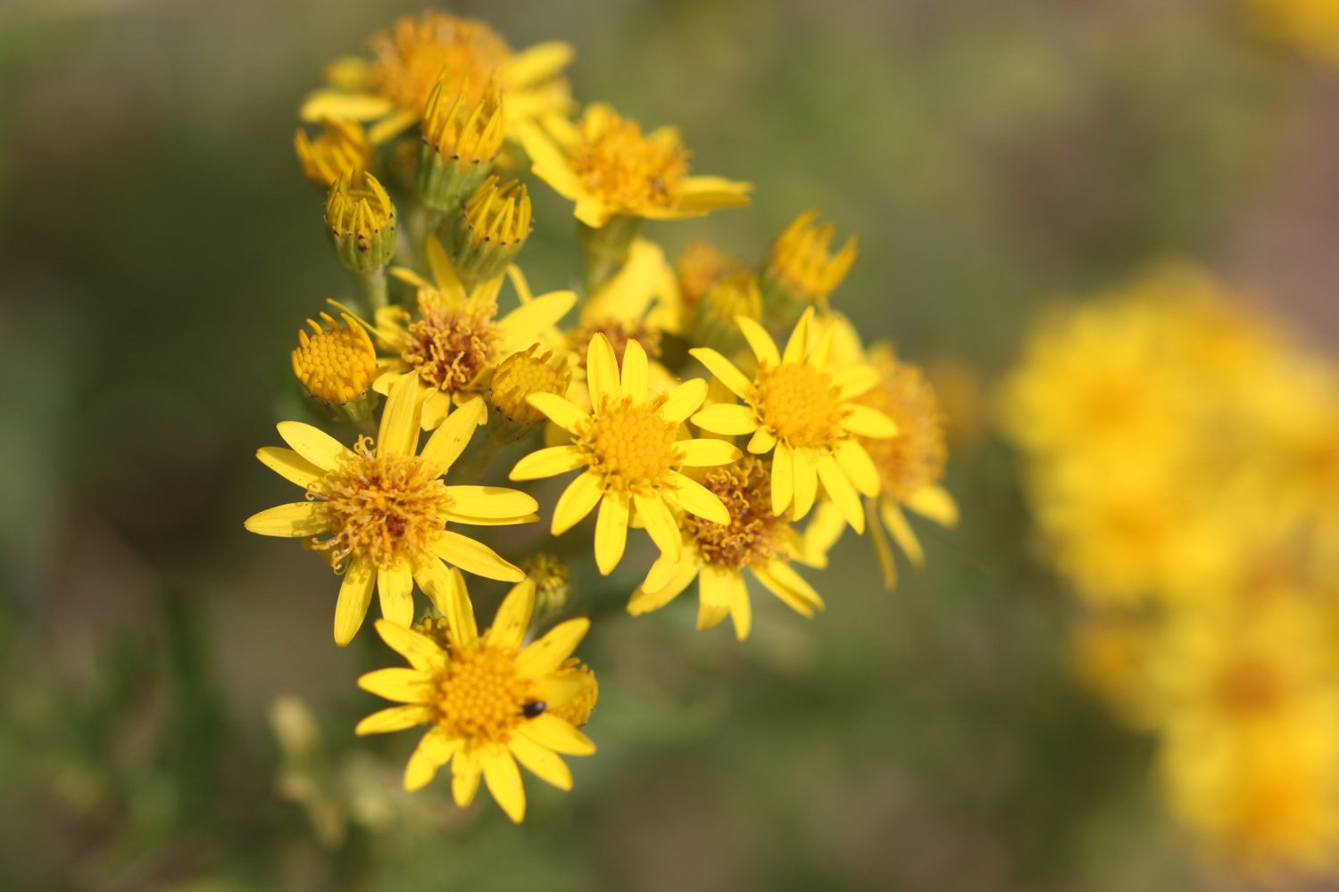 wildflowers 27.jpg