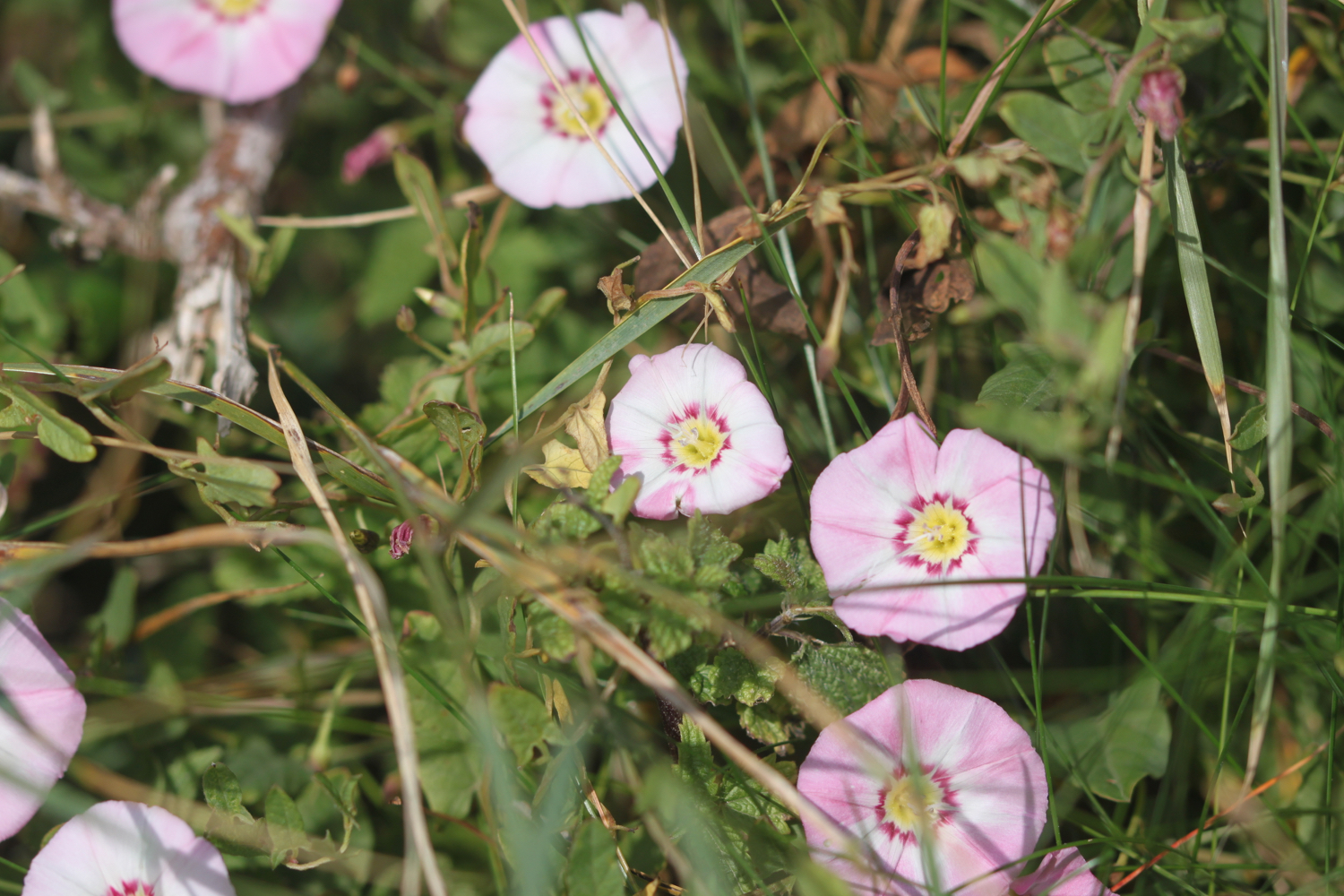 wildflowers 30.jpg