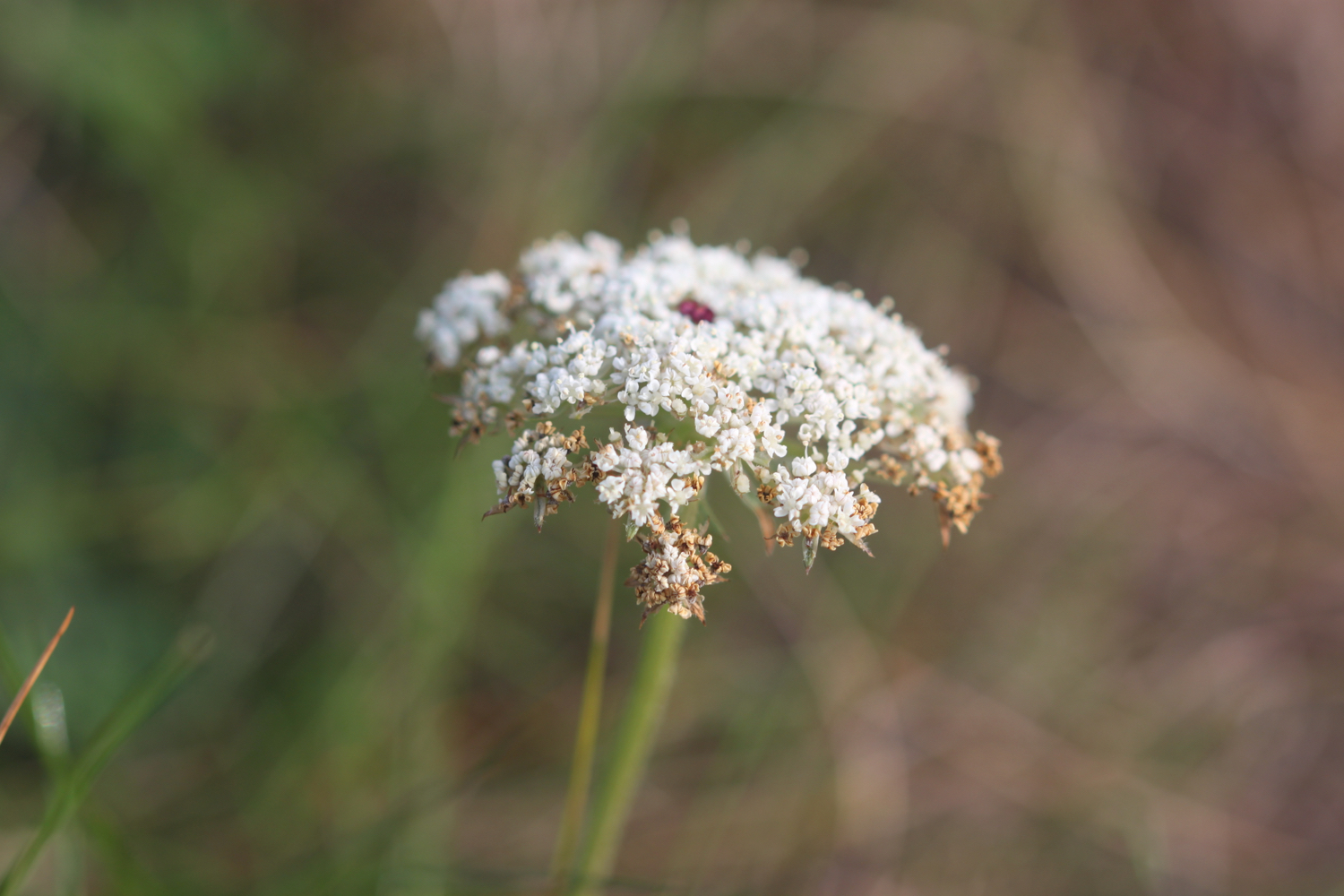 wildflowers 2.jpg