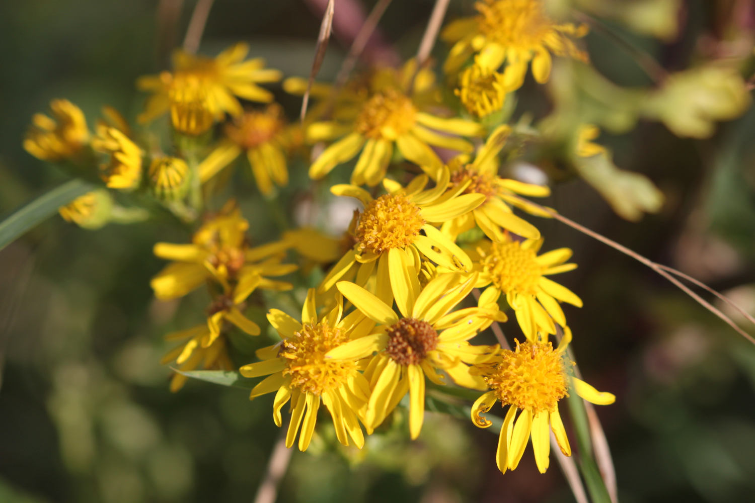 wildflowers 4.jpg