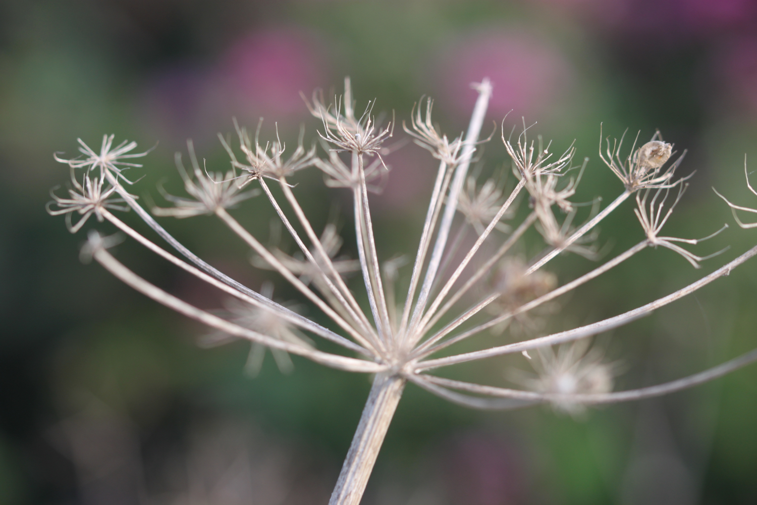 wildflowers 9.jpg