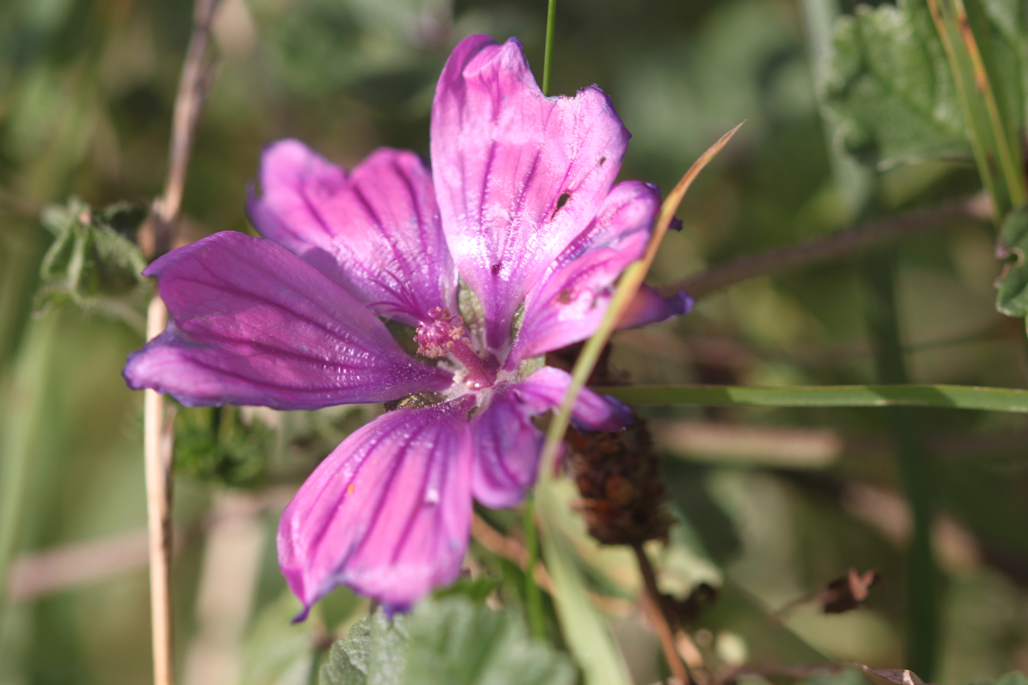 wildflowers 11.jpg