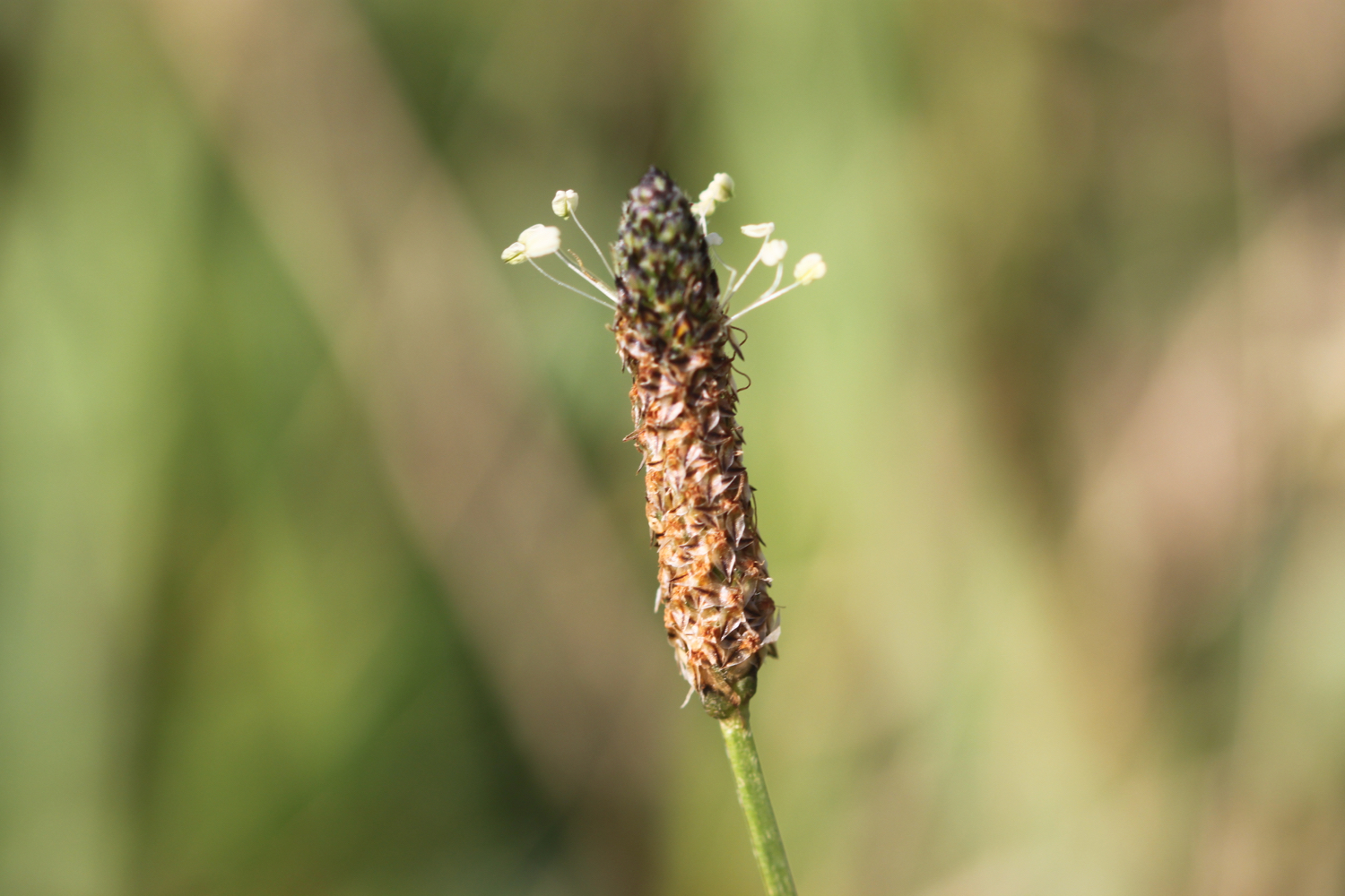 wildflowers 13.jpg