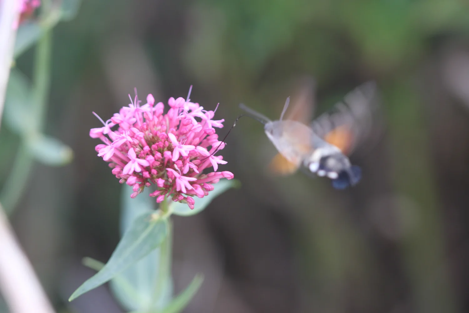 ghostly hummingbird hawk-moth