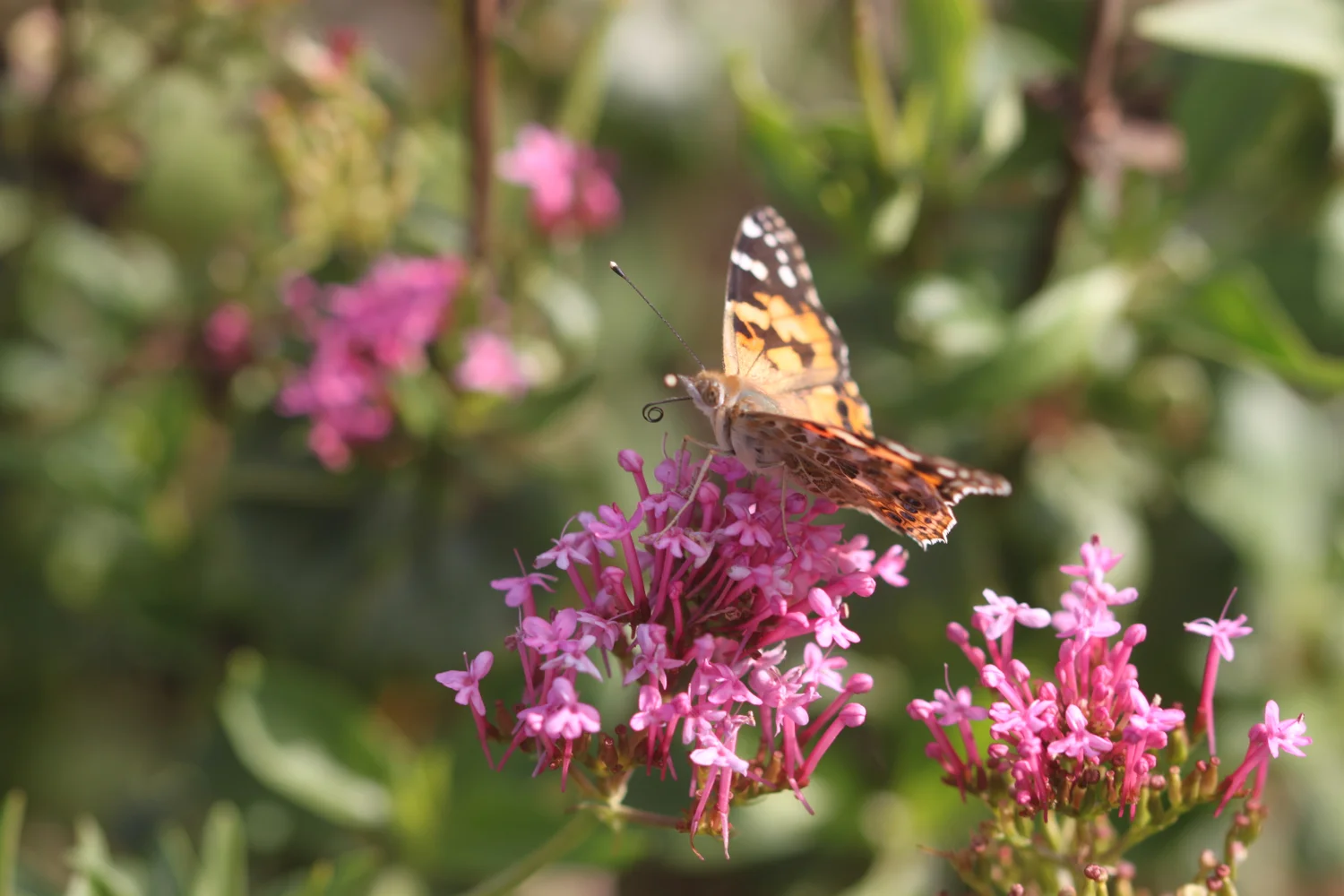 painted lady