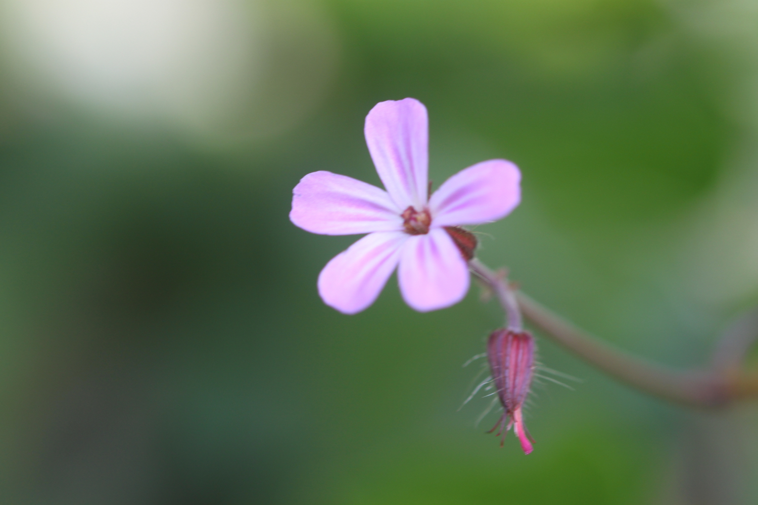 wildflowers 23.jpg