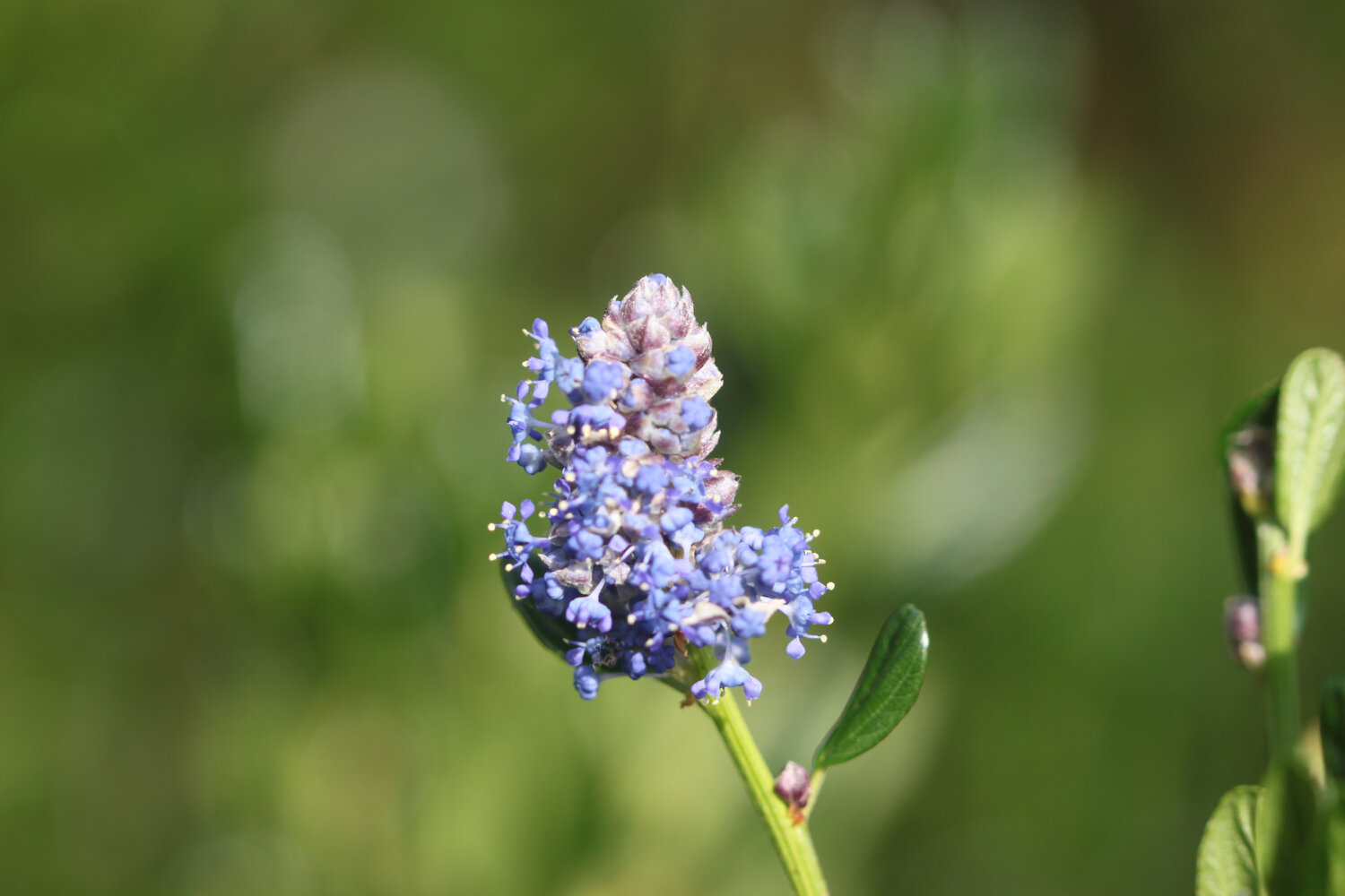 wildflowers 3.jpg