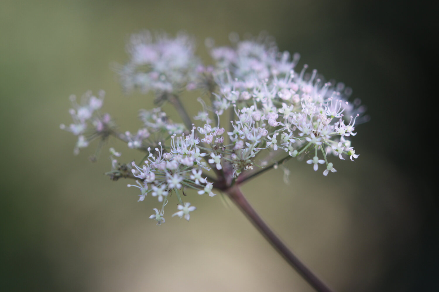 wildflowers 5.jpg