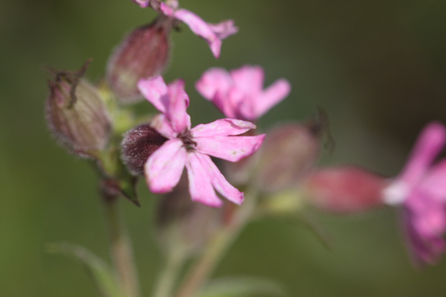 wildflowers 8.jpg