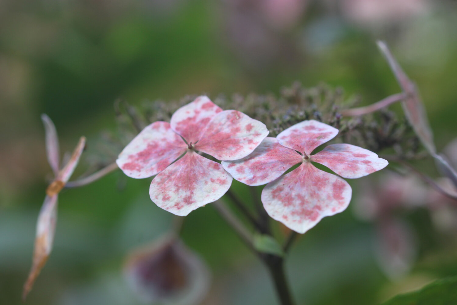 wildflowers 12.jpg