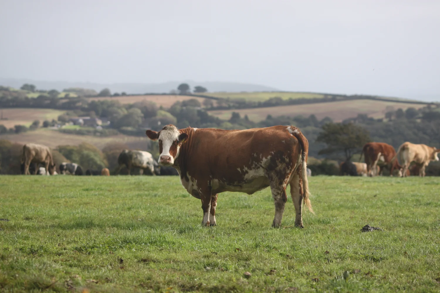 cows