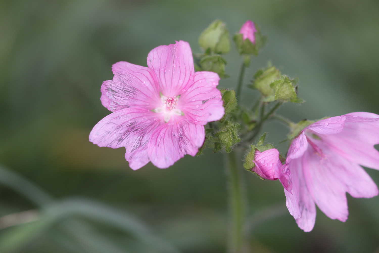 wildflowers 11.jpg