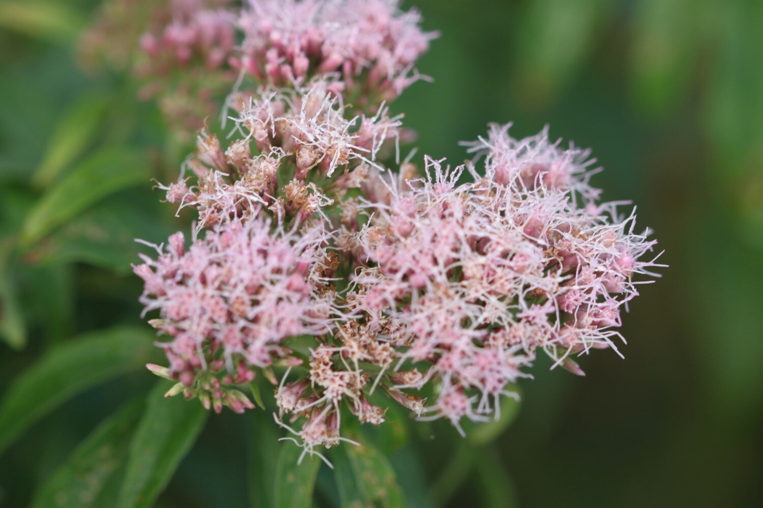 wildflowers 4.jpg