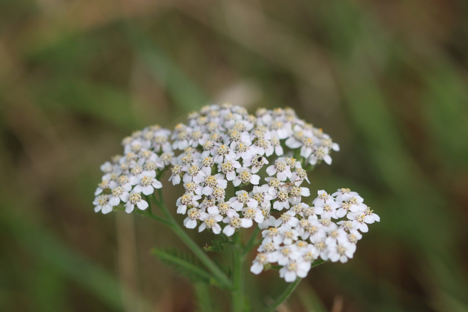 wildflowers 12.jpg