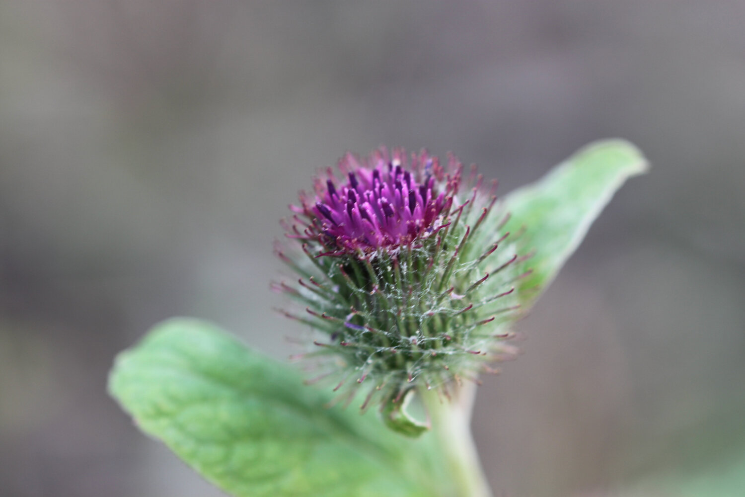 wildflowers 1.jpg