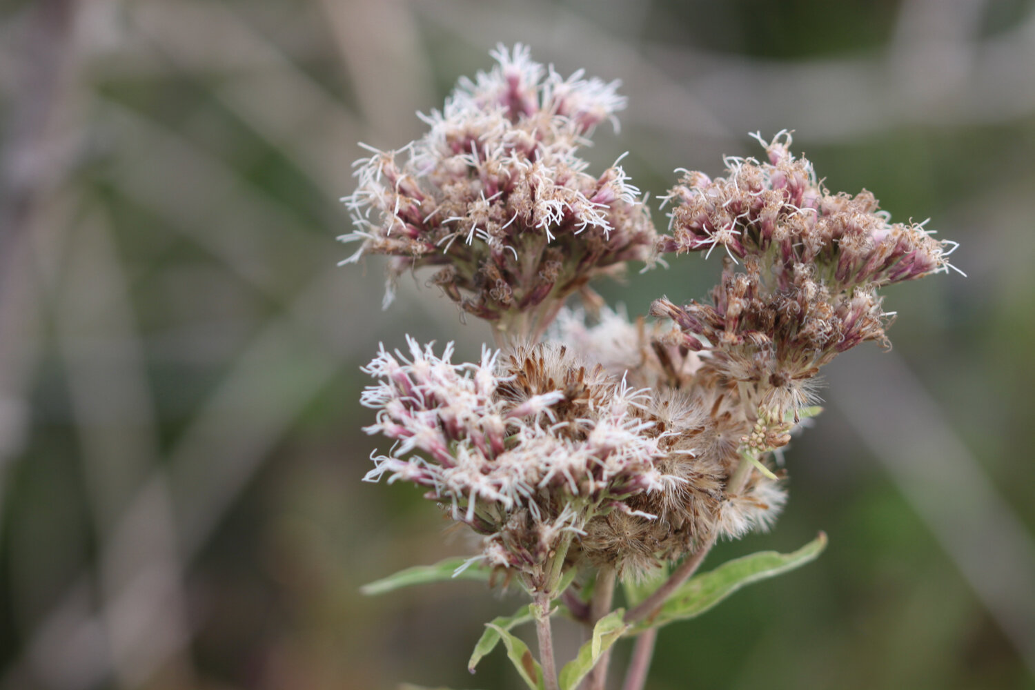 wildflowers 5.jpg