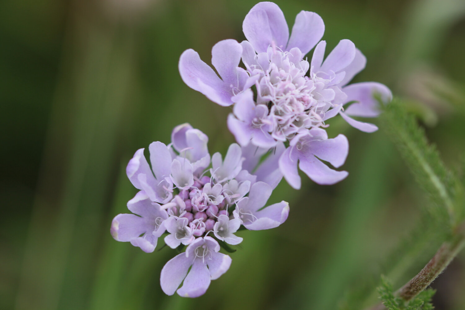 wildflowers 8.jpg