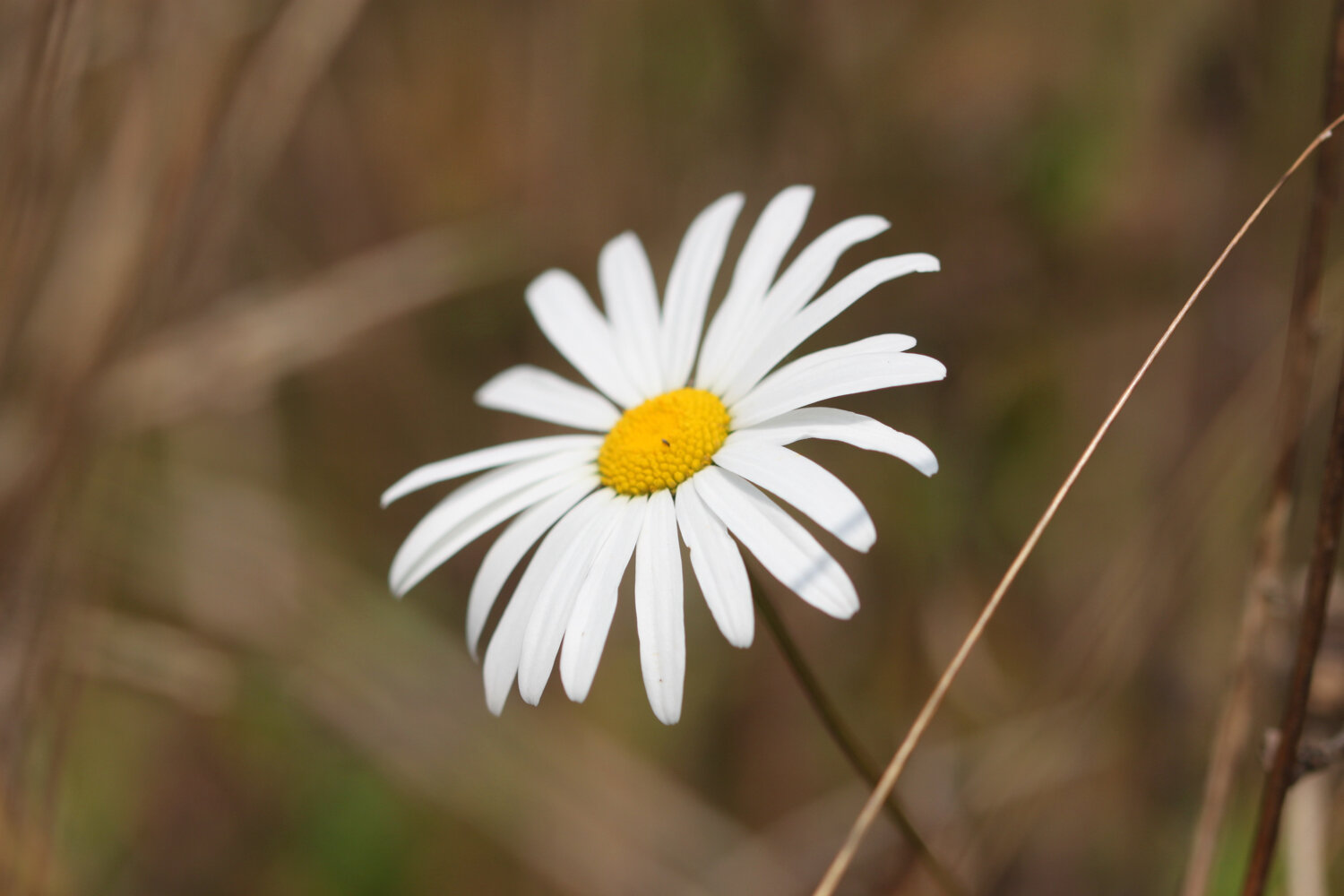 wildflowers 12.jpg