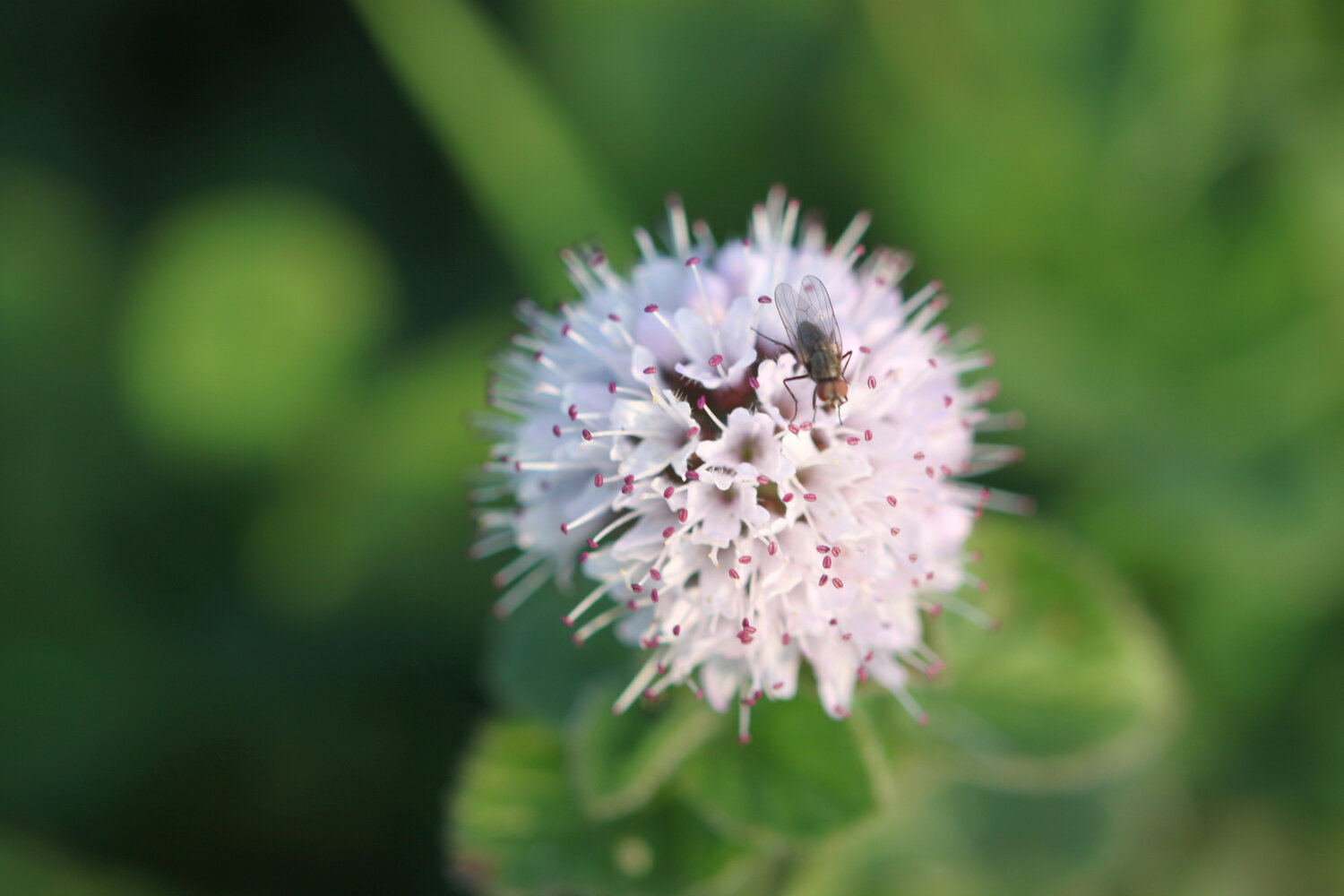 wildflowers 5.jpg