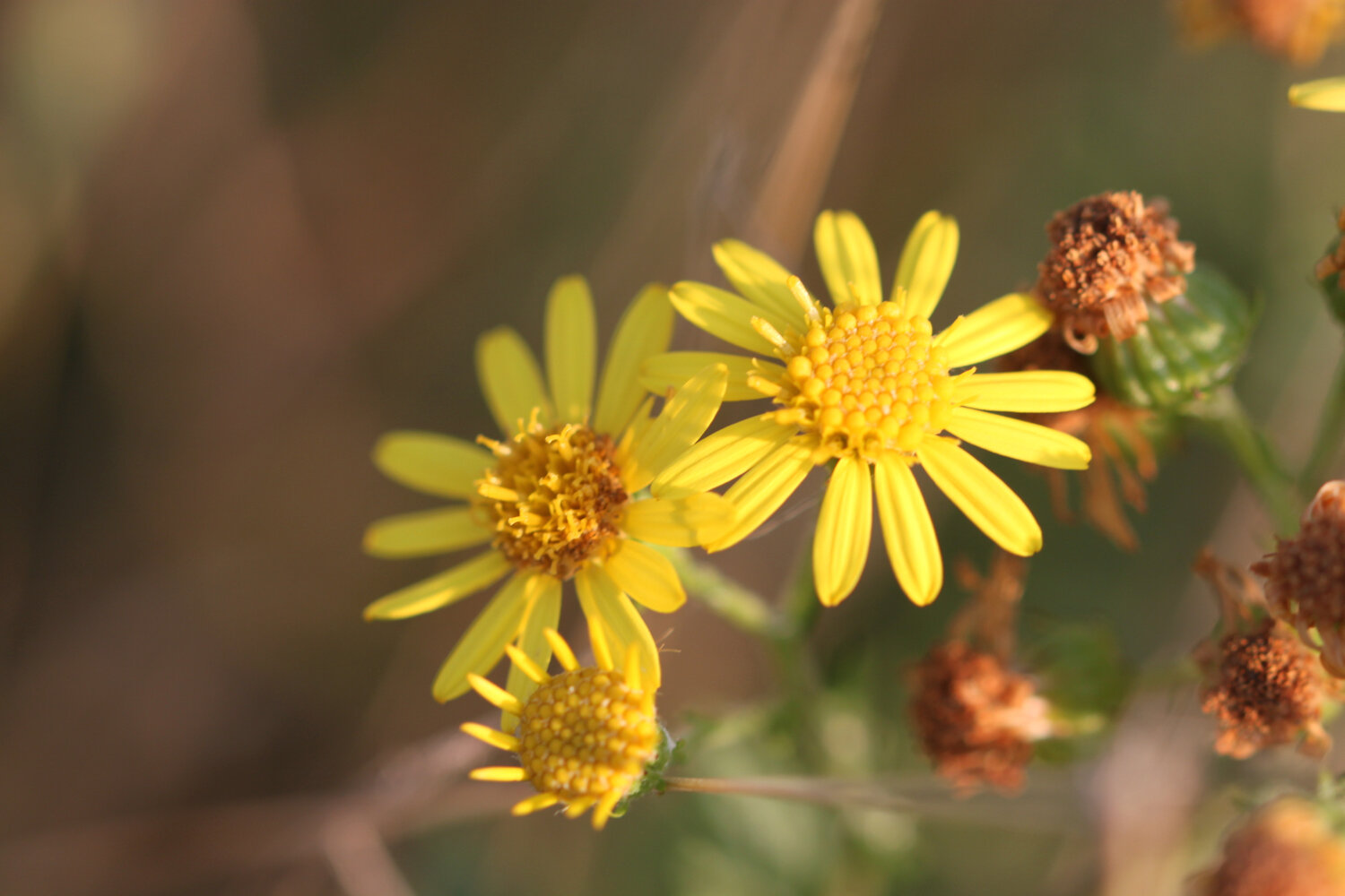 wildflowers 6.jpg