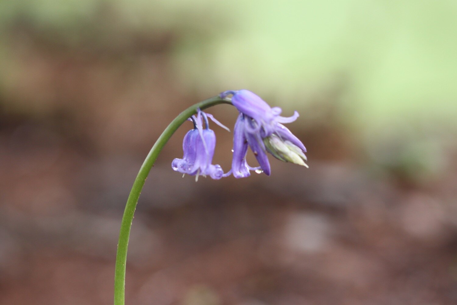 wildflowers 3.jpg