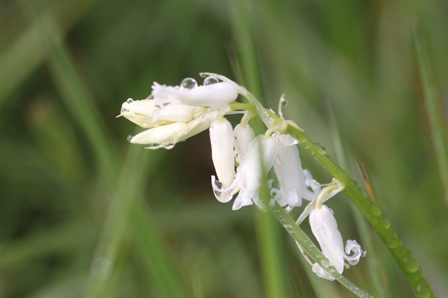 wildflowers 8.jpg