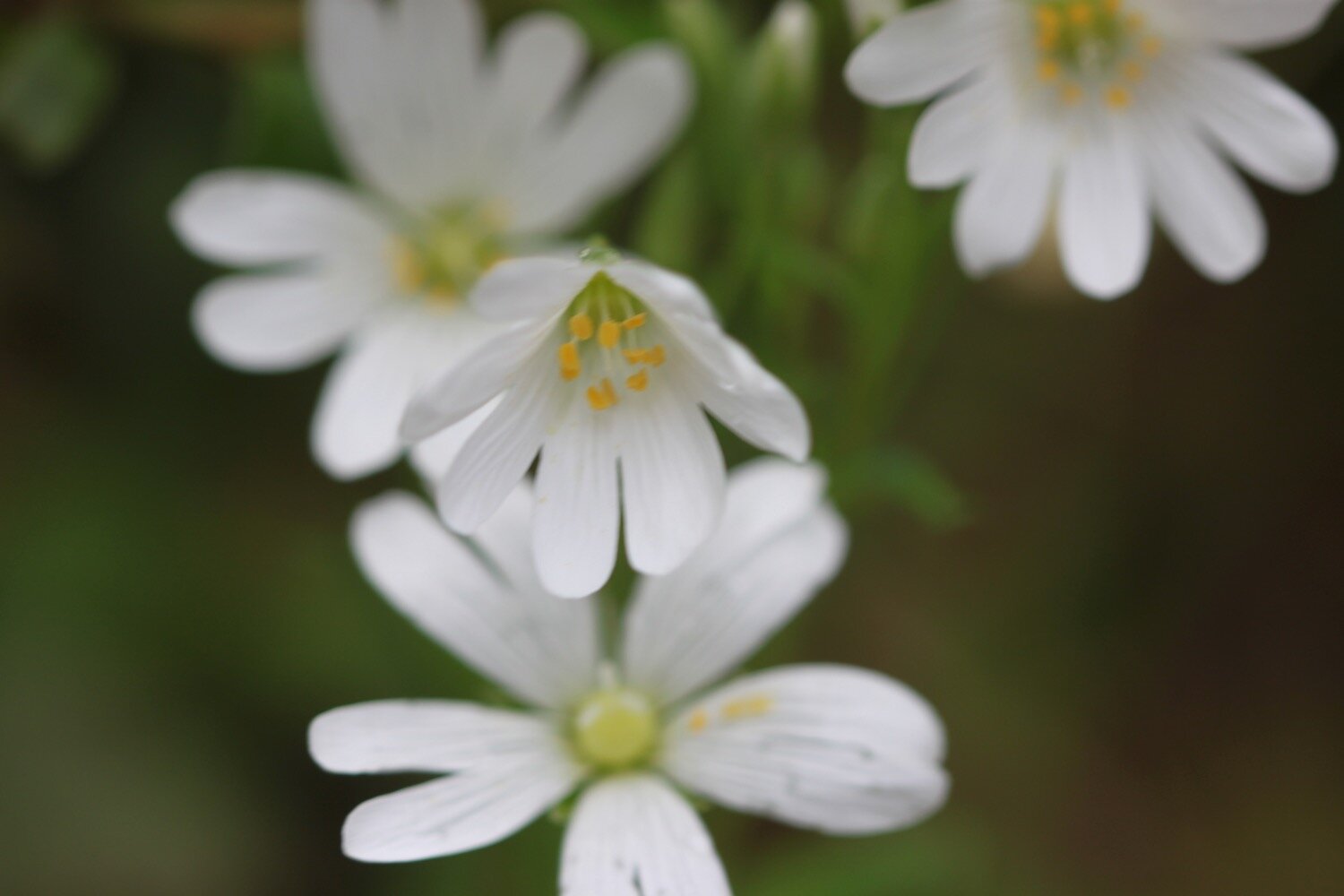 wildflowers 6.jpg