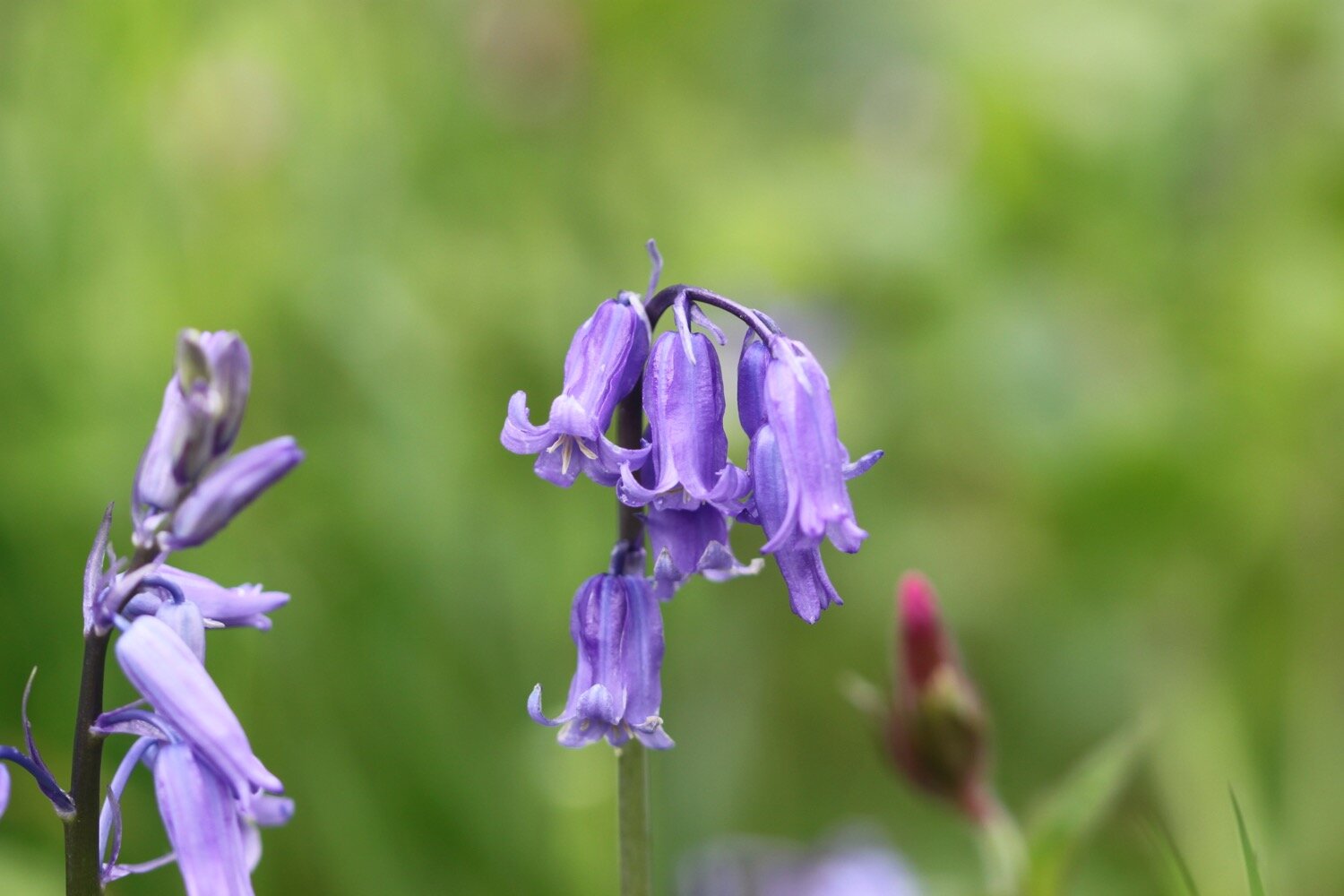 wildflowers 17.jpg