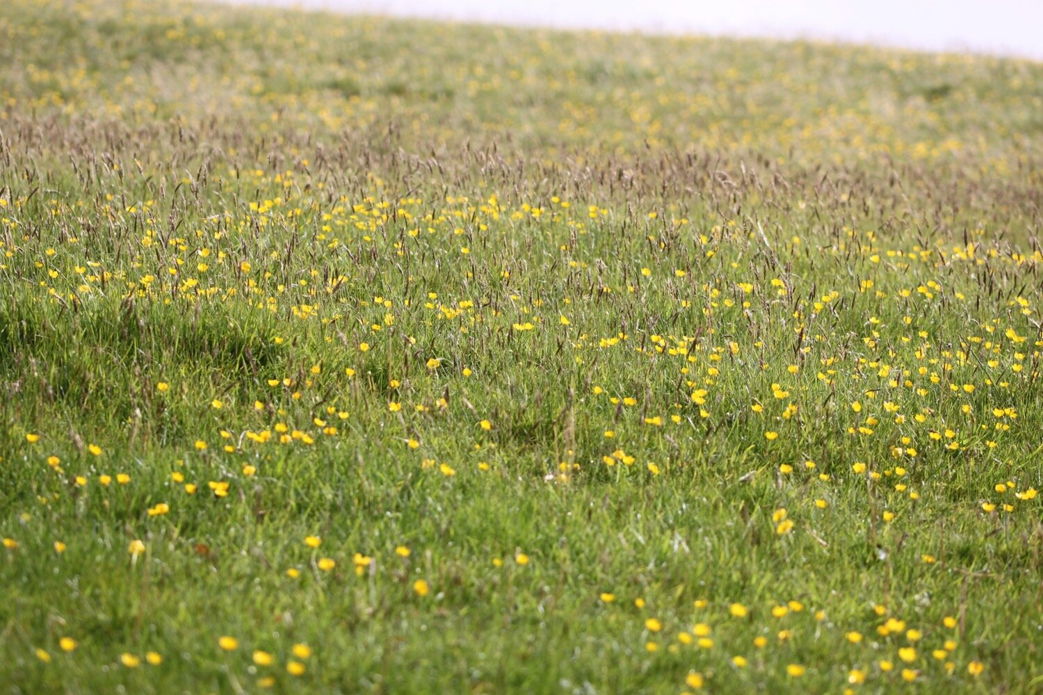 wildflowers 35.jpg