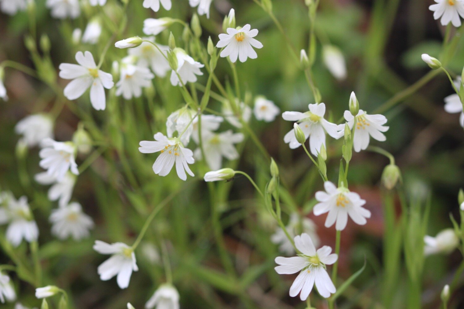 wildflowers 2.jpg