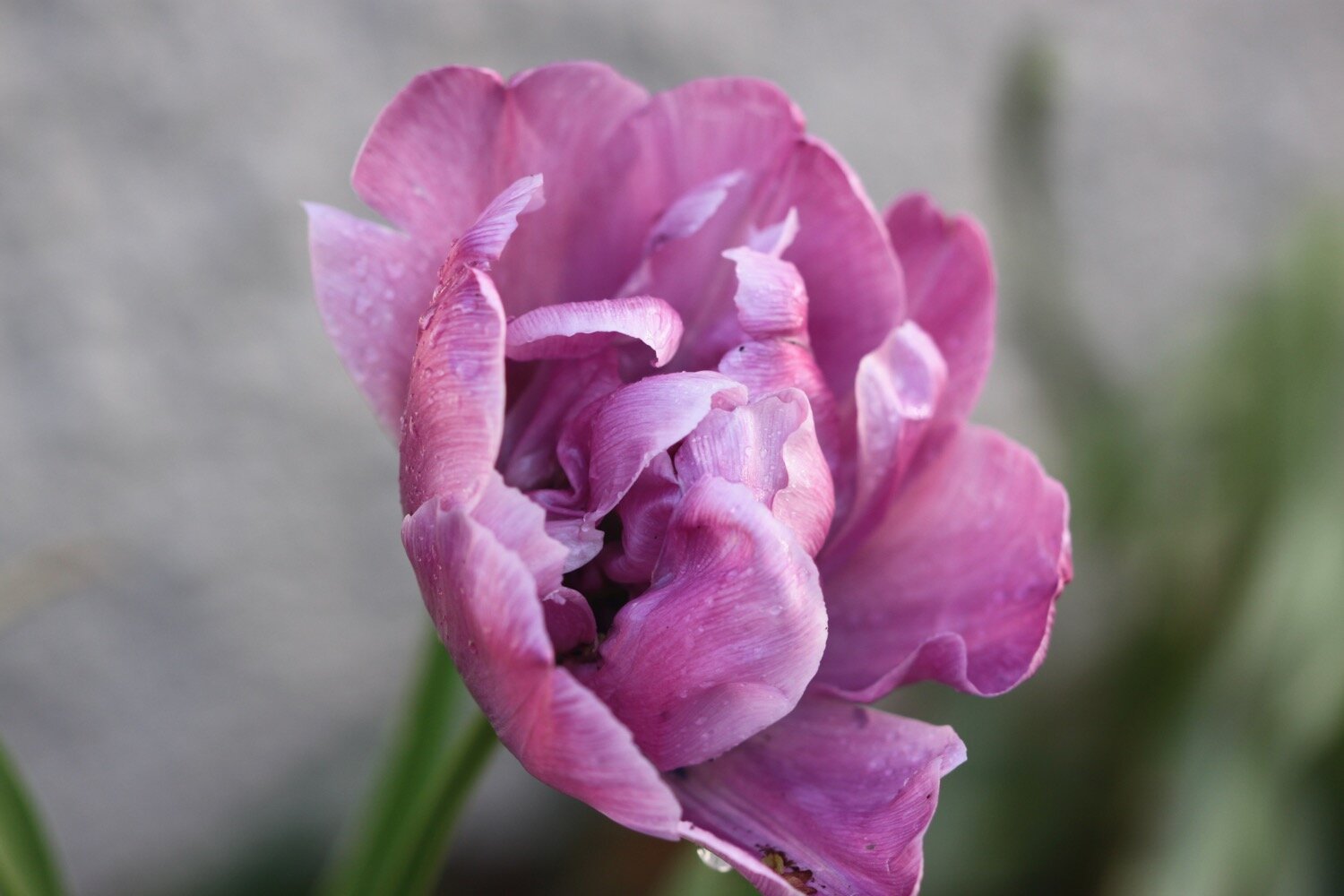 tulips 2.jpg